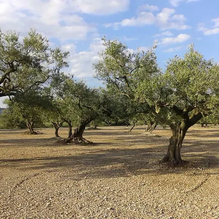 L'olivera